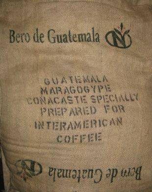 Guatemala Maragogype