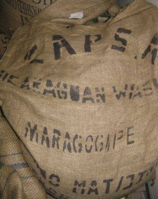 Nicaragua Maragogype